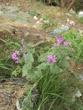 Lunaria annua