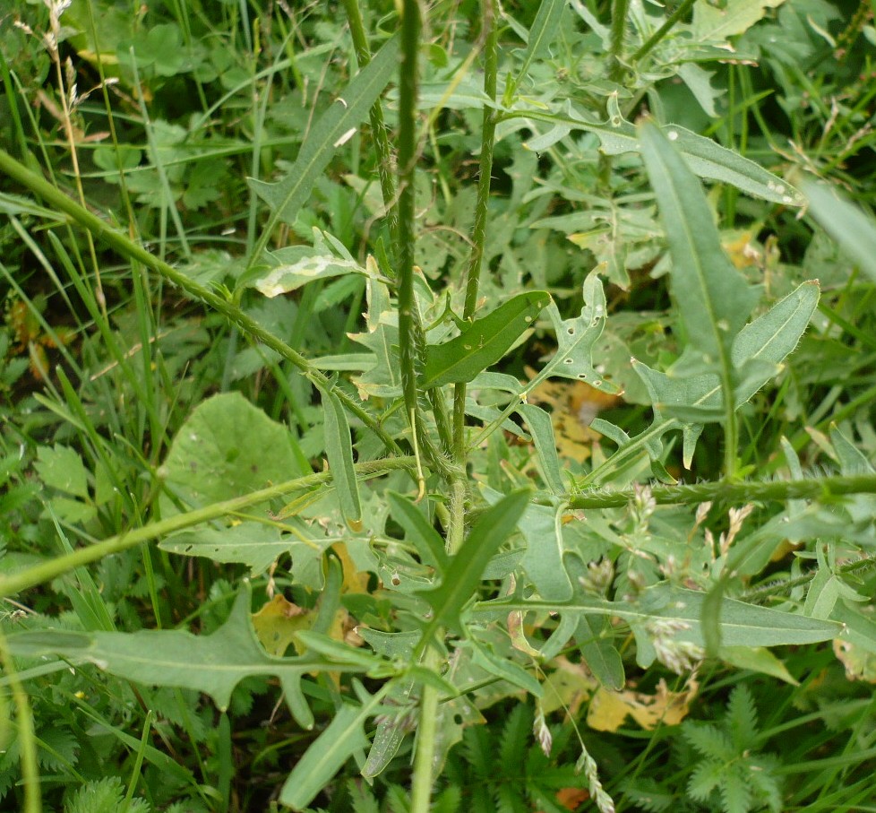 Image of Sisymbrium loeselii specimen.