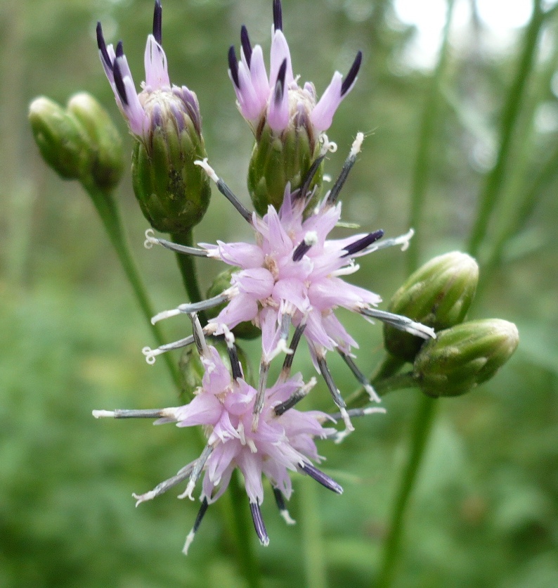 Image of Saussurea latifolia specimen.