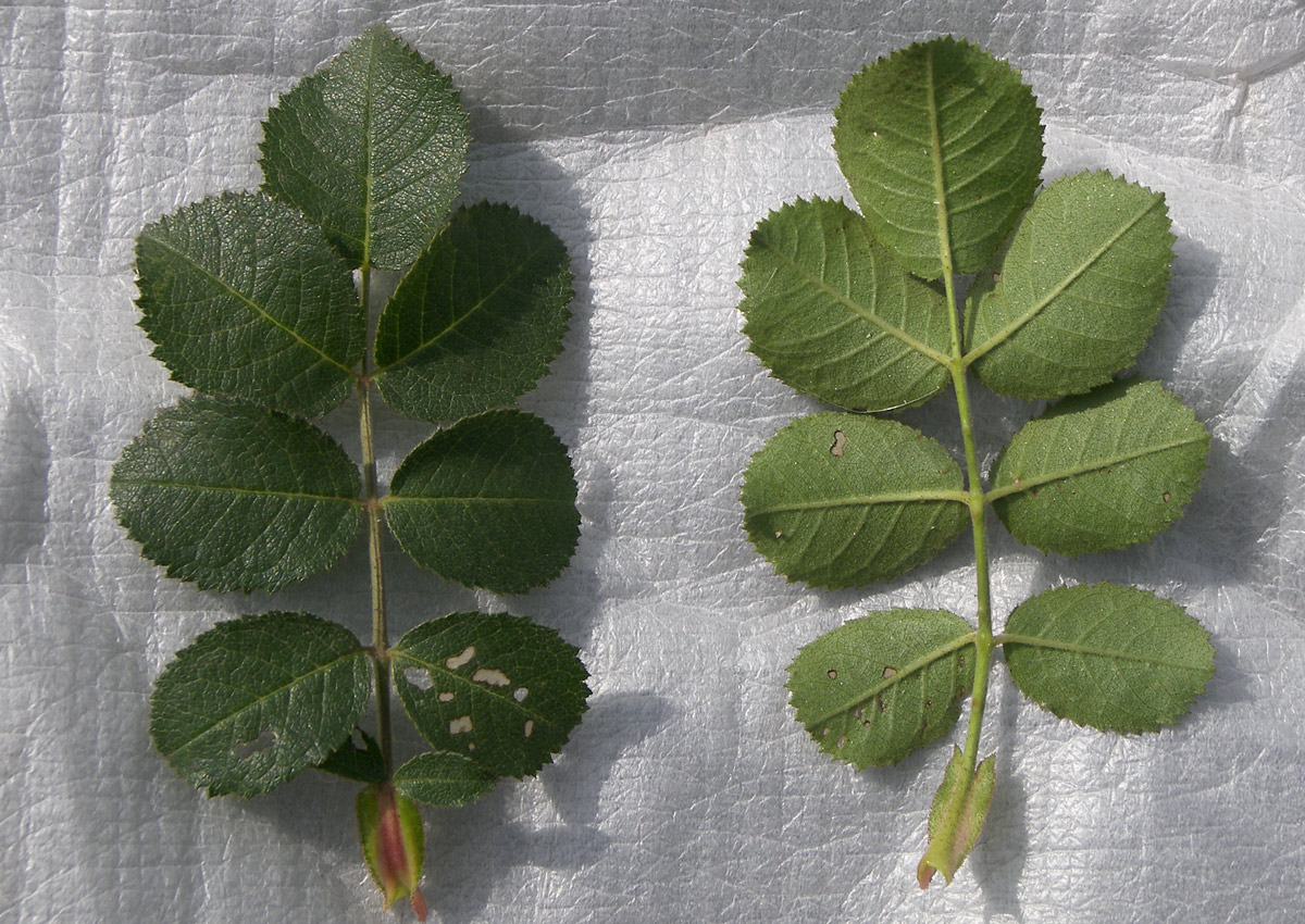 Image of Rosa oplisthes specimen.