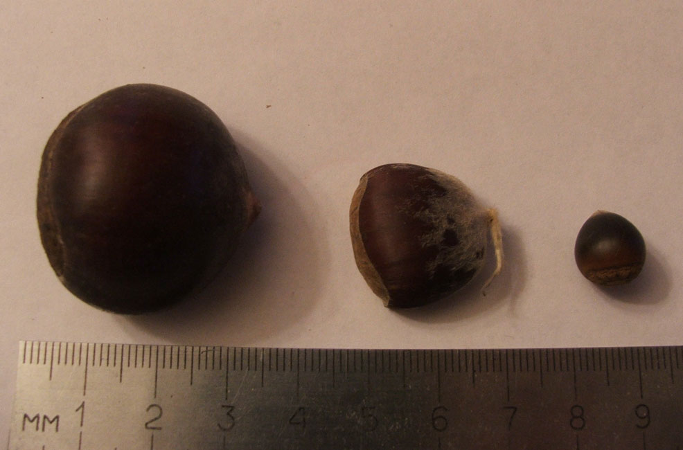 Image of genus Castanea specimen.