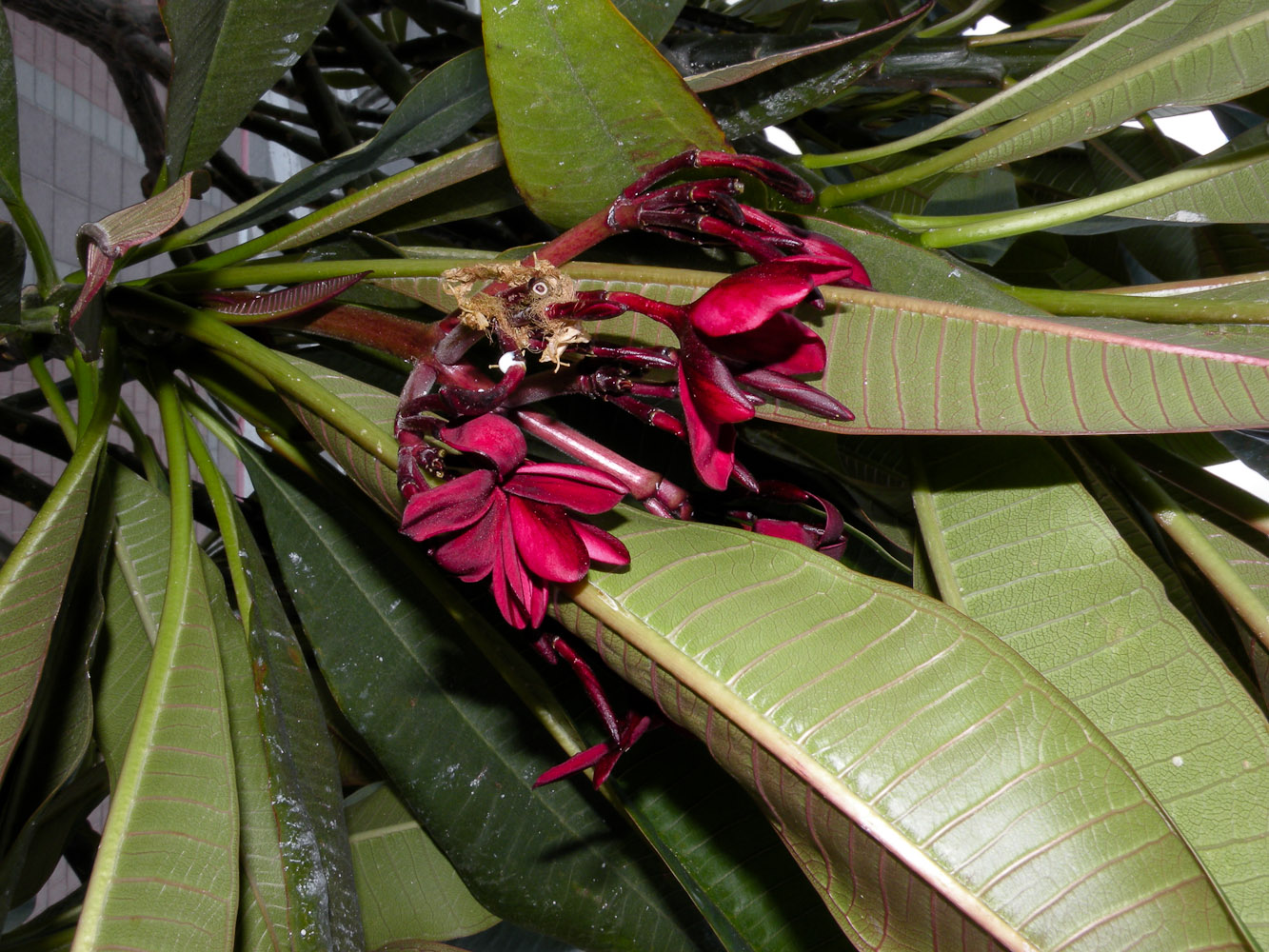 Изображение особи Plumeria rubra.