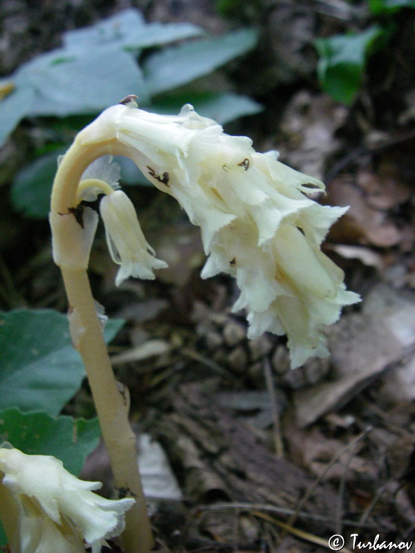 Image of Hypopitys monotropa specimen.