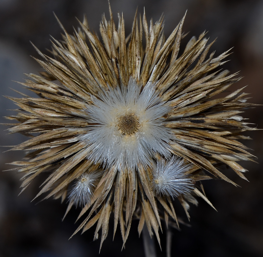 Image of Echinops adenocaulos specimen.