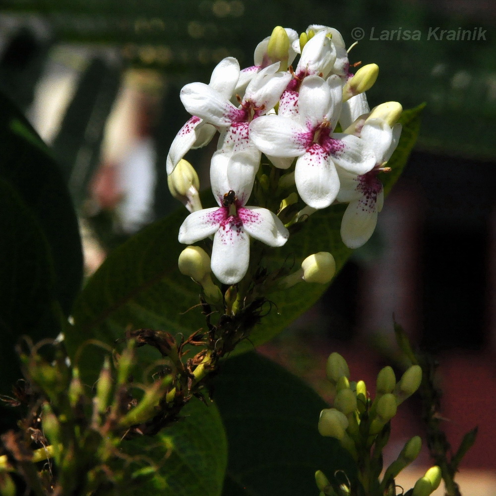 Image of Pseuderanthemum carruthersii specimen.