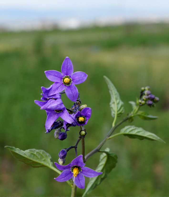 Image of Solanum kitagawae specimen.
