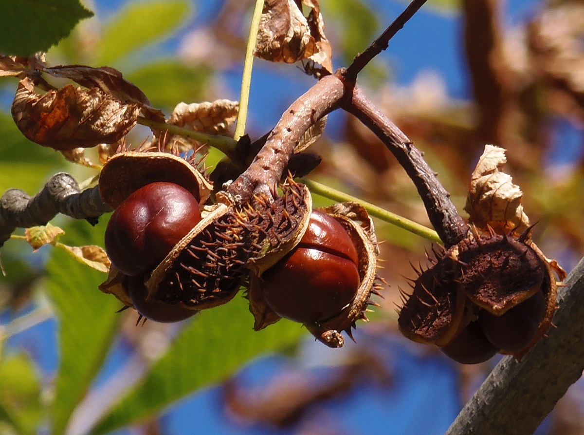 Изображение особи Aesculus hippocastanum.