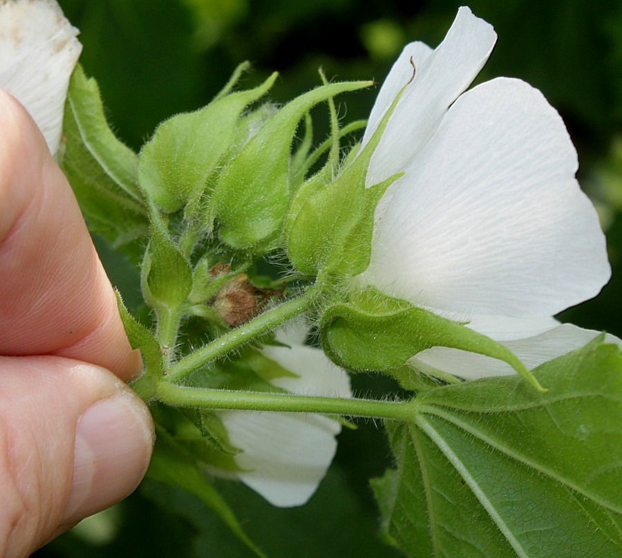 Image of Kitaibelia vitifolia specimen.