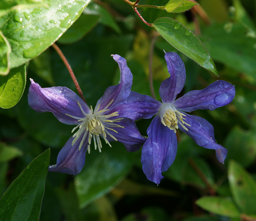 Image of Clematis &times; jackmanii specimen.