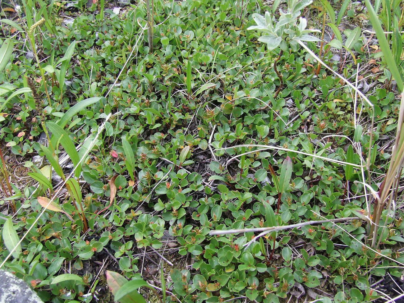 Image of Salix herbacea specimen.