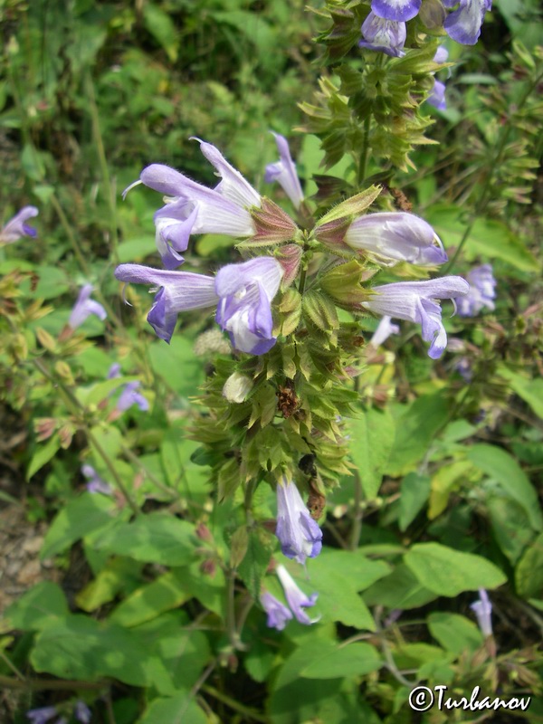 Image of Salvia tomentosa specimen.