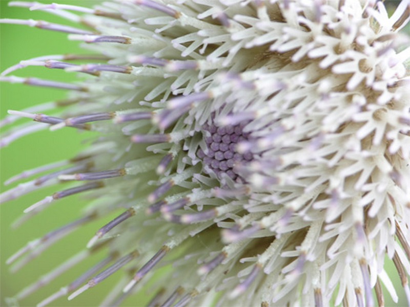 Image of Cirsium kamtschaticum specimen.