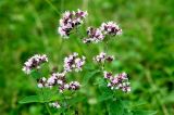 Origanum vulgare. Верхушка цветущего растения. Хакасия, окр. с. Таштып. Начало августа 2009 г.