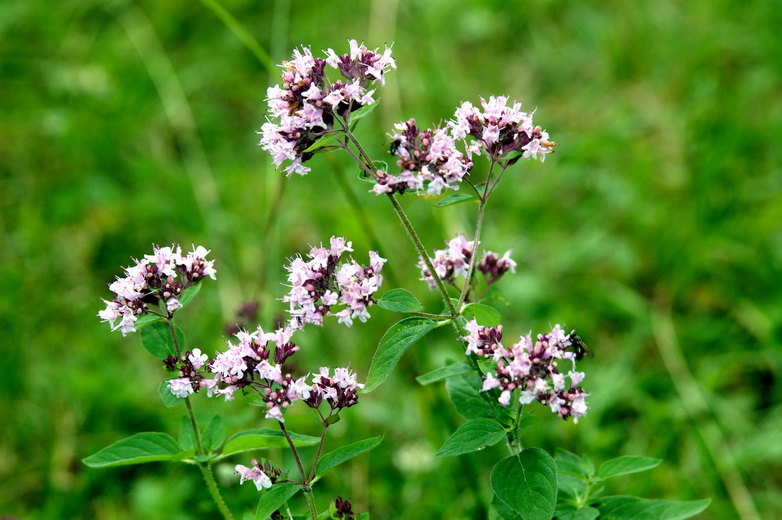 Image of Origanum vulgare specimen.