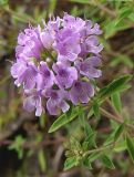 Ziziphora serpyllacea