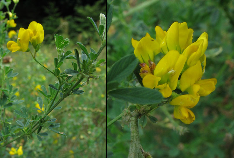 Изображение особи Medicago falcata.