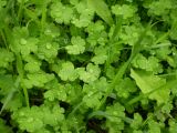 Geranium pusillum. Ювенильные листья. Ставропольский край, Будённовский р-н, с. Покойное. 23.08.2009.