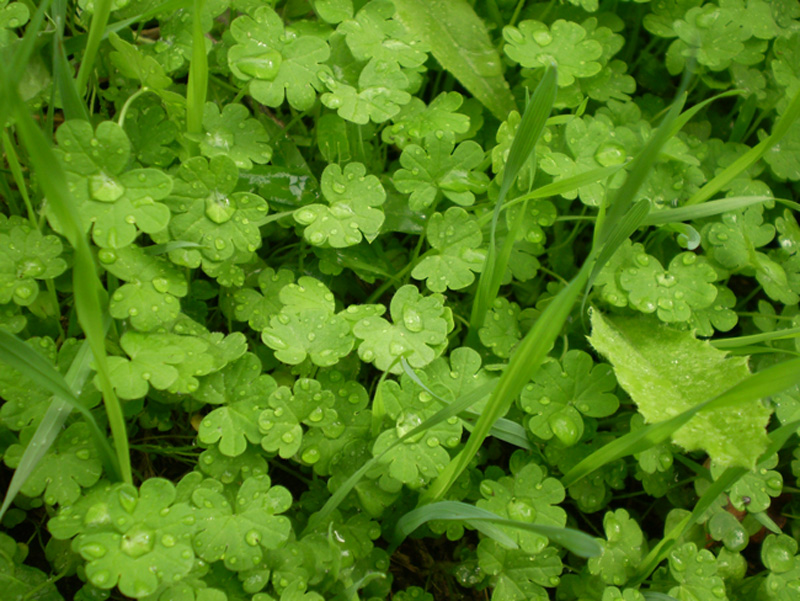 Image of Geranium pusillum specimen.