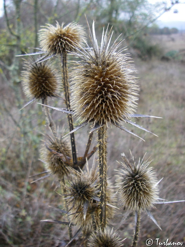 Image of Dipsacus laciniatus specimen.