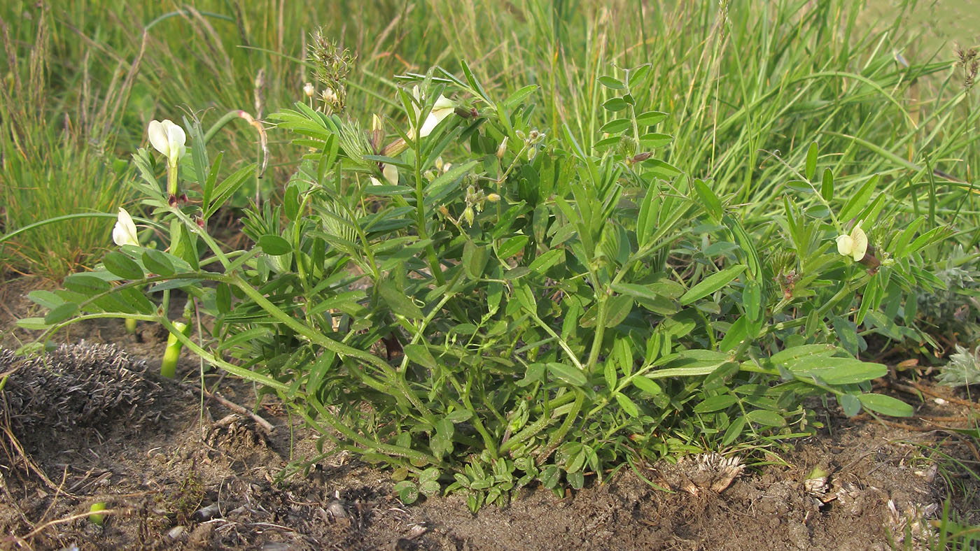 Image of Vicia grandiflora specimen.