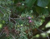 Juniperus deltoides. Ветвь с \"шишкоягодами\". Крым, окр. пос. Никита, \"Мыс Мартьян\". 22.07.2009.