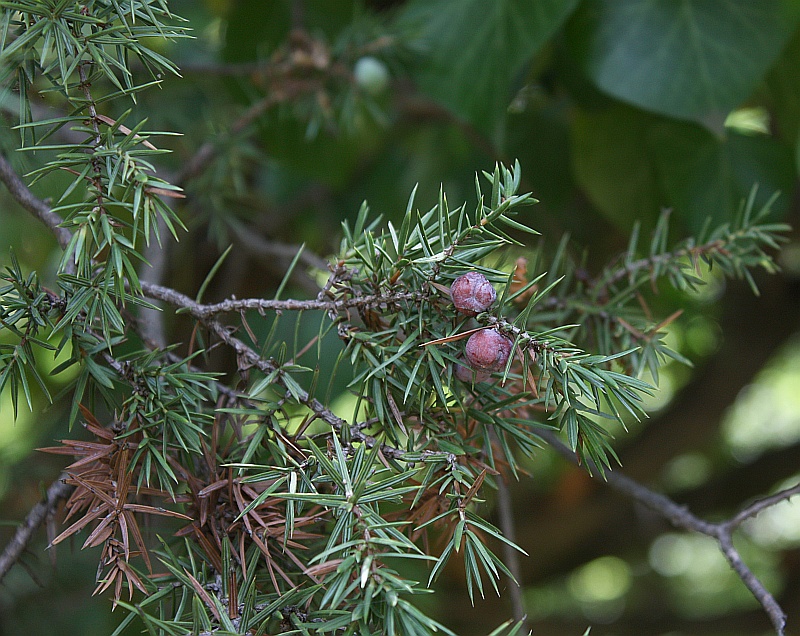 Image of Juniperus deltoides specimen.