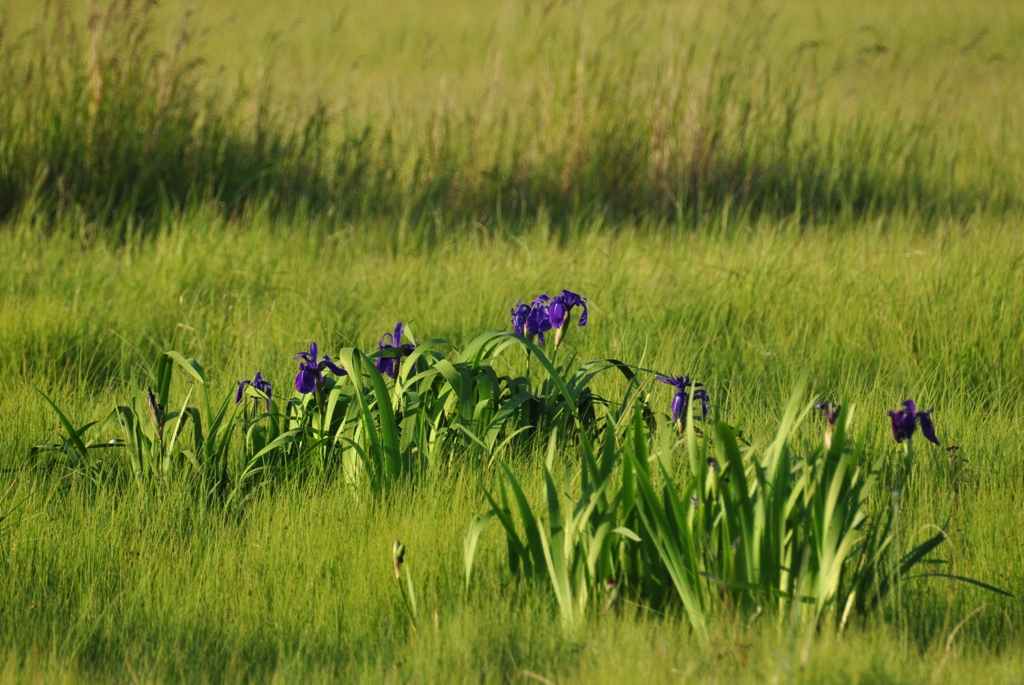 Image of Iris laevigata specimen.