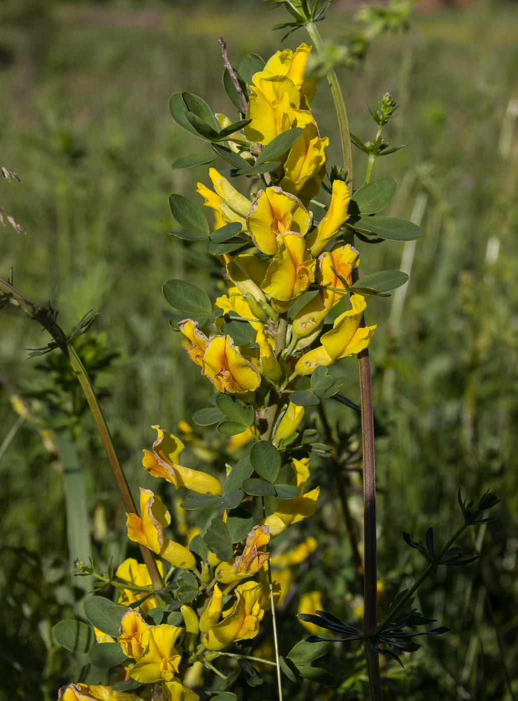 Изображение особи Chamaecytisus ruthenicus.