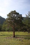 Pinus sylvestris. Взрослое дерево. Иркутская обл., Ольхонский р-н, побережье Малого Моря (оз. Байкал), окр. мыса Улан-Ханский, опушка леса. 11.07.2015.