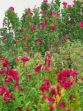 Celosia cristata