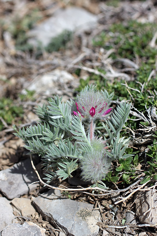 Image of Oxytropis trichocalycina specimen.