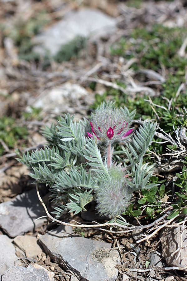 Изображение особи Oxytropis trichocalycina.