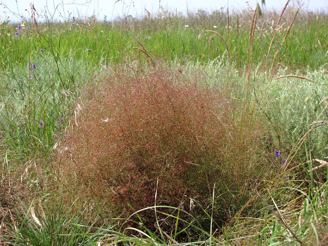 Изображение особи Galium tenuissimum.