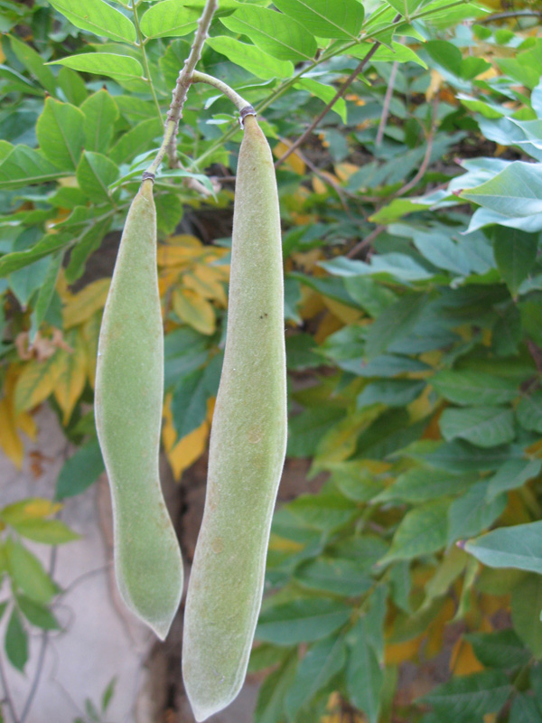 Image of Wisteria sinensis specimen.