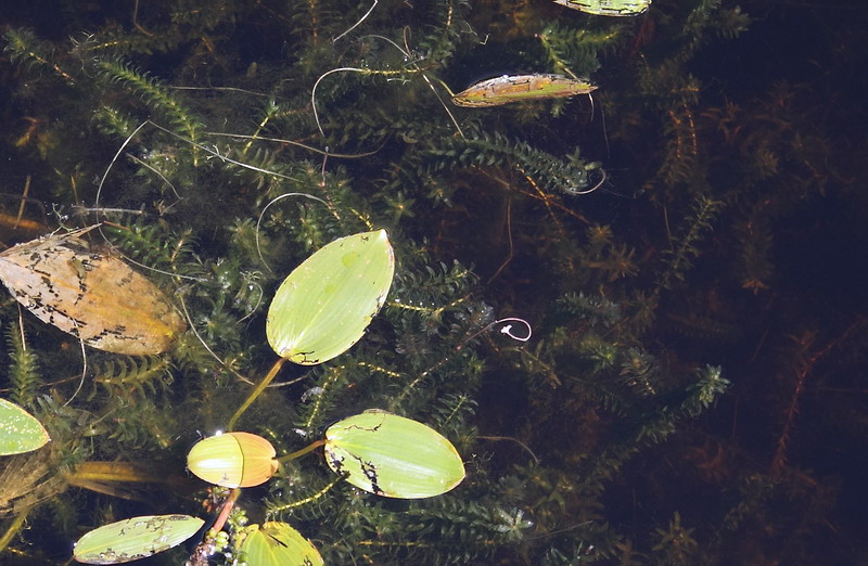 Изображение особи Elodea canadensis.