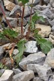 Rumex pamiricus. Прикорневая часть растения. Южный Казахстан, горы Алатау (Даубаба), Восточное ущелье. 14.06.2014.