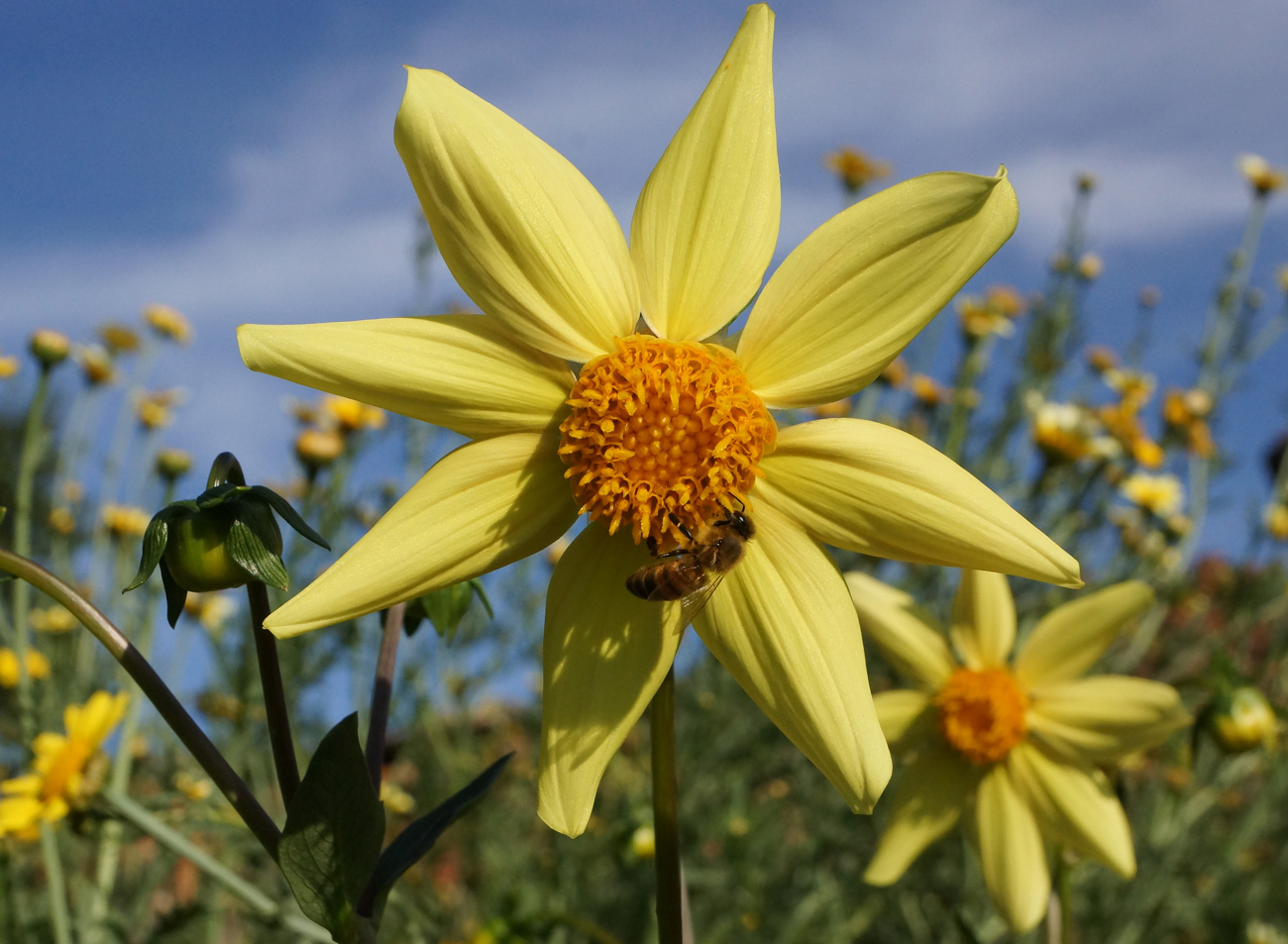 Image of Dahlia pinnata specimen.