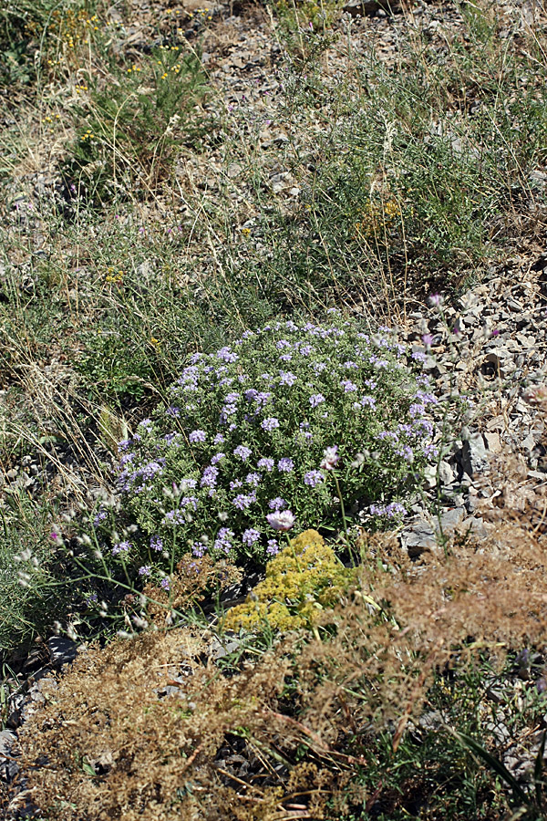 Изображение особи Ziziphora clinopodioides.