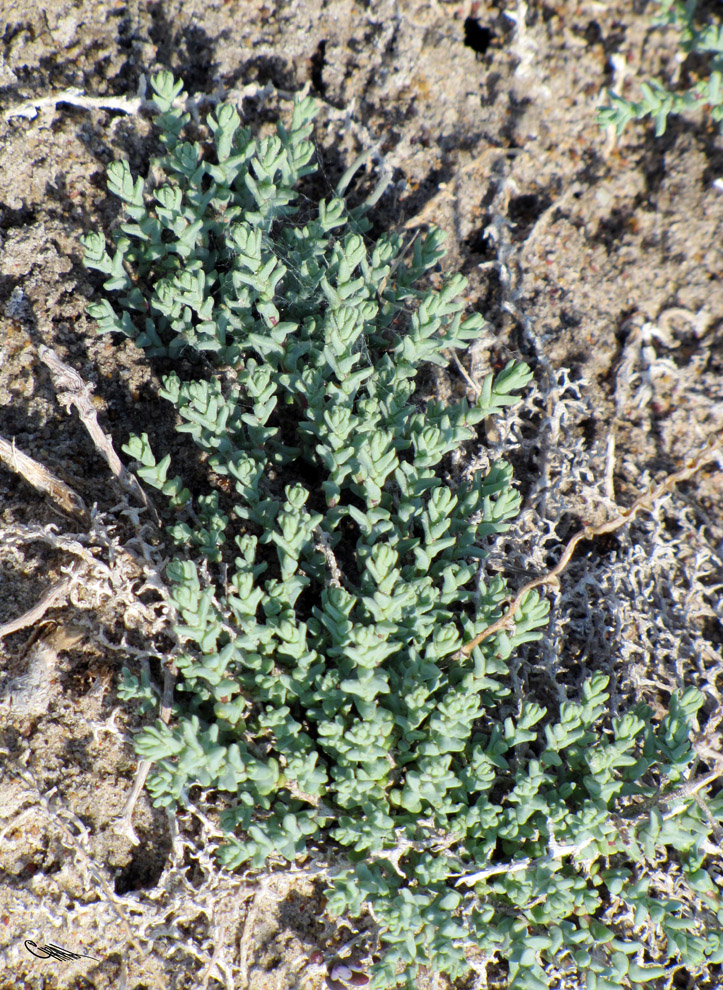 Image of Kalidium juniperinum specimen.