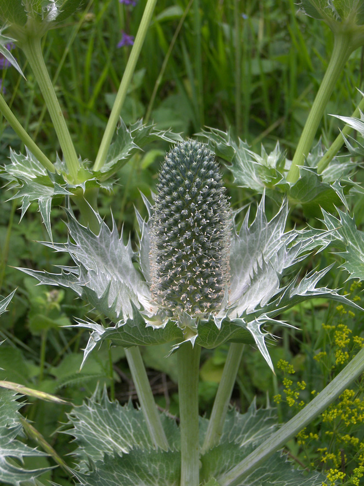 Изображение особи Eryngium giganteum.