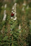 Spiraea salicifolia. Верхушки побегов с соцветиями и соплодиями (белоцветковая форма). Ленинградская обл., пл. Бронка. 08.08.2009.