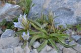 Gentiana olgae Regel & Schmalh. × Gentiana kirilowii Turcz.