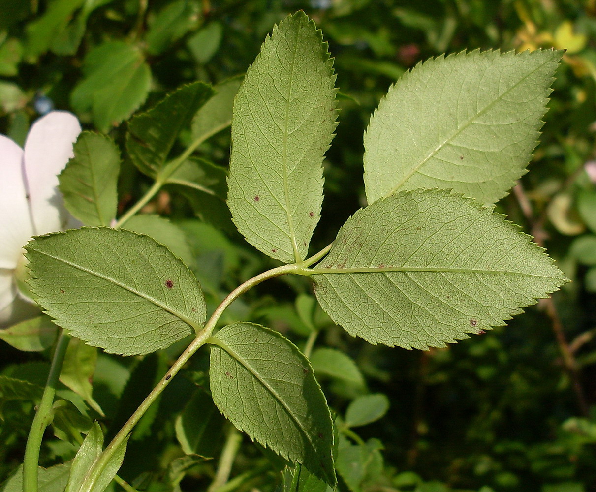 Изображение особи Rosa canina.