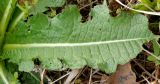 Dipsacus laciniatus