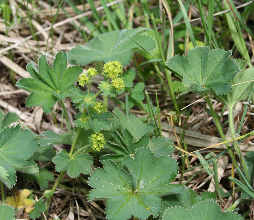 Изображение особи род Alchemilla.