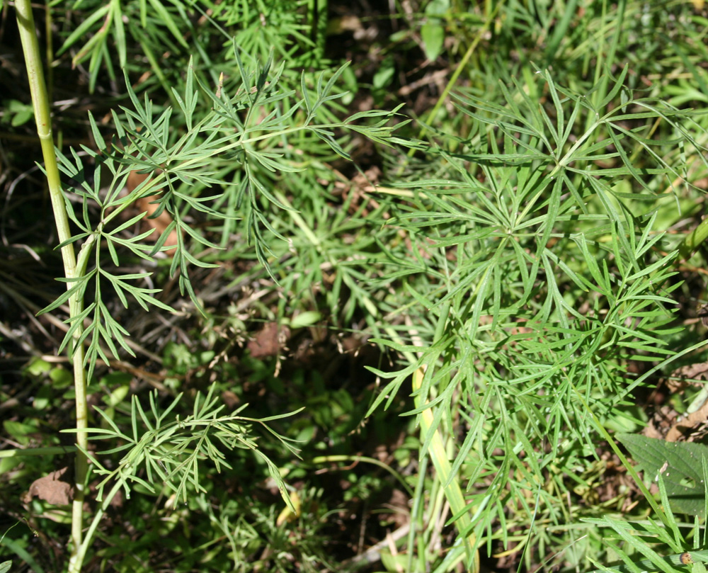 Image of Kadenia dubia specimen.