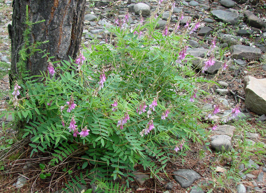 Изображение особи Hedysarum alpinum.