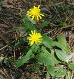 род Hieracium