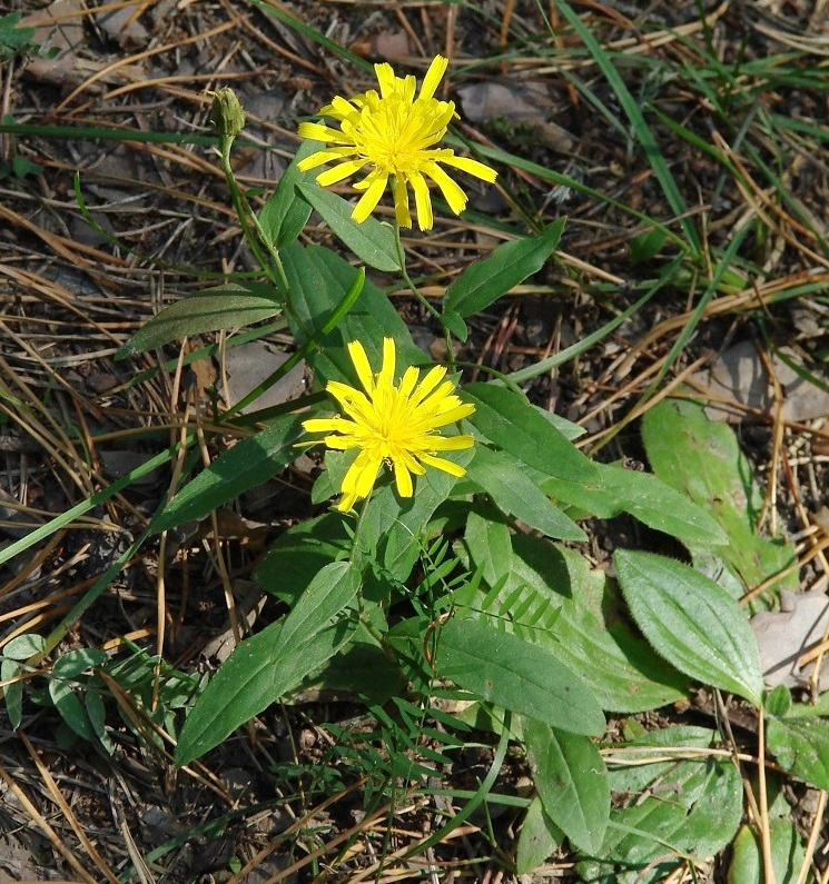 Изображение особи род Hieracium.