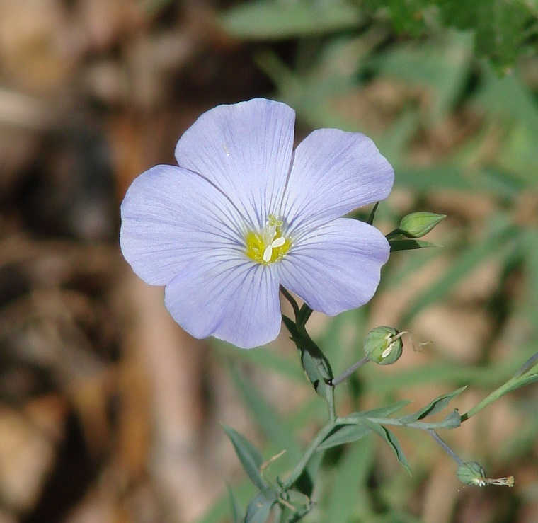 Изображение особи Linum perenne.